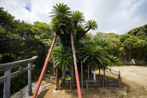 Giant Cycad tree in Sakai Shrine (Tanegashima) / 坂井神社の大ソテツ