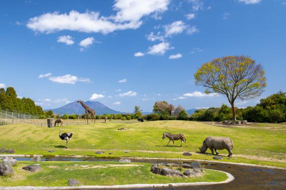 African Savannah Zone at Hirakawa Zoological Park / 平川動物公園のアフリカの草原ゾーン