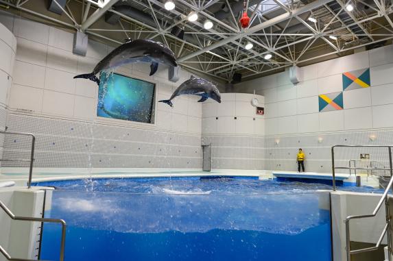 Dolphin Performance  at Kagoshima City Aquarium / いおワールドかごしま水族館のいるかの時間