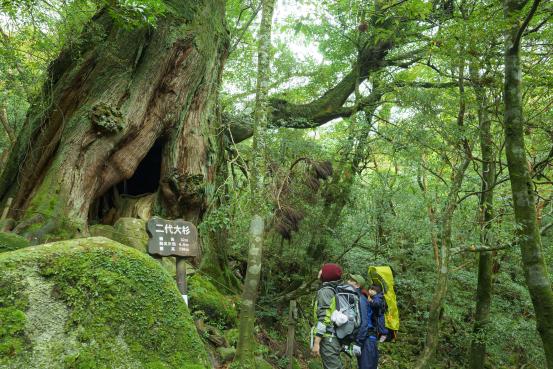 Shiratani Unsui Gorge / 白谷雲水峡の二代大杉