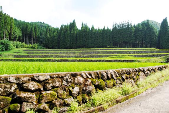 Kouda Tanada (terraced paddy field) / 幸田の棚田