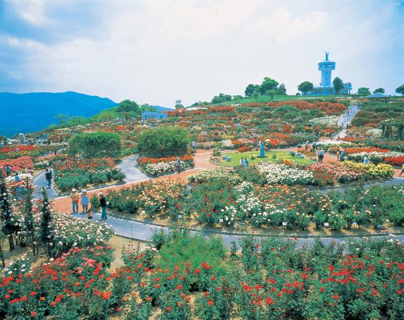 Kanoya Rose Gardens / かのや霧島ヶ丘公園バラ園2