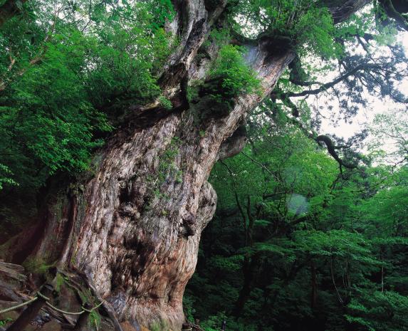 Jomon Cedar / 縄文杉