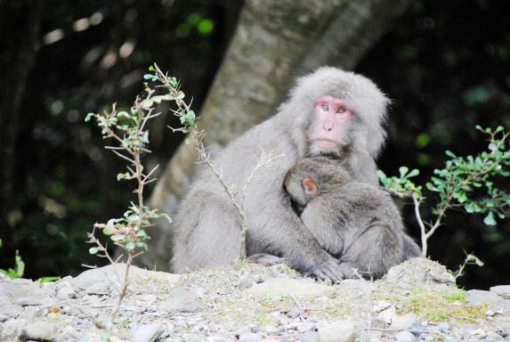 Yakushimazaru (Japanese macaques) /ヤクシマザル3
