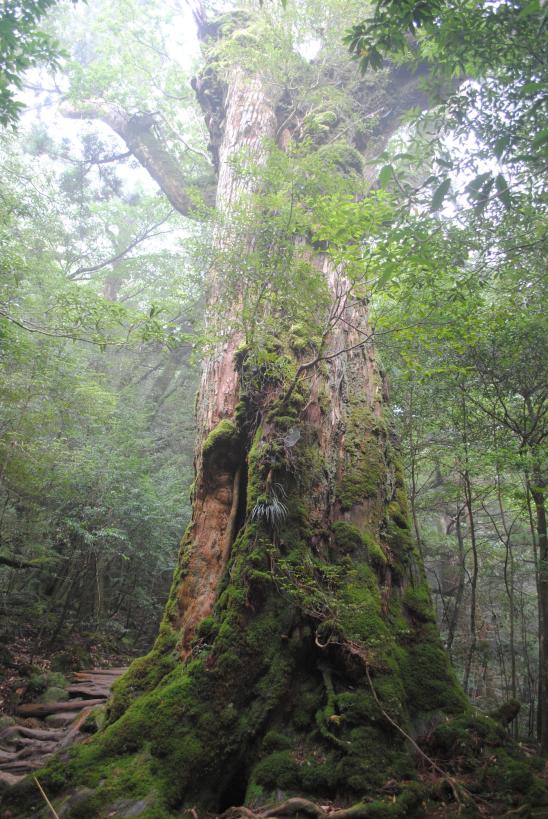 Shiratani Unsuikyo Ravine / 白谷雲水峡の杉