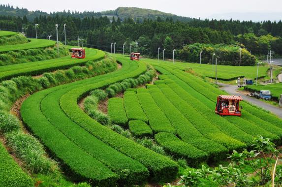 Tea plantation / 曲がりくねった茶畑