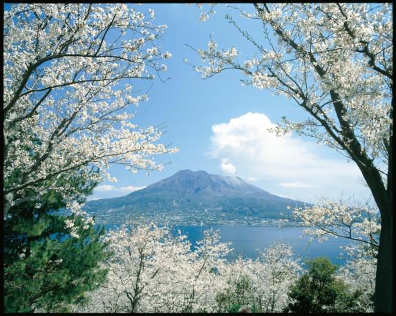 Sakurajima framed by sakura / 桜の中の桜島