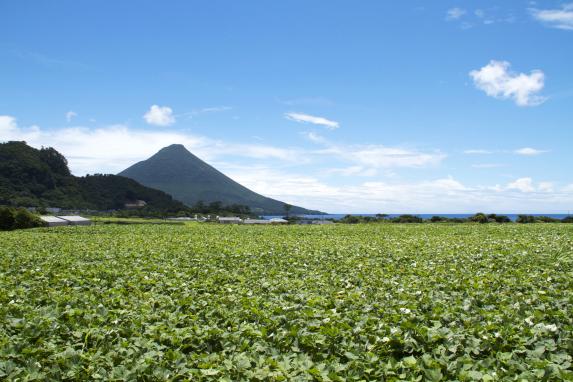 Mt. Kaimon and Sweet potato fields / 開聞岳さつまいも畑1