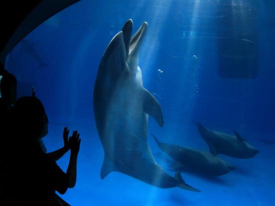 Dolphin (B2F Kagoshima City Aquarium) / イルカ（地下2階出会いの海空間）