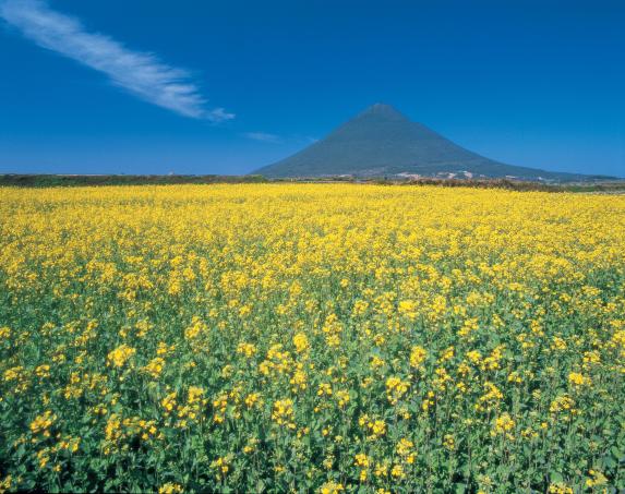 Rape blossoms and the Mt. Kaimon / 菜の花と開聞岳