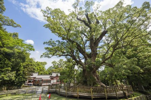 Kamou Giant Camphor Tree / 蒲生の大クス