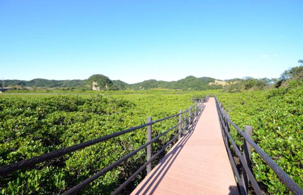 Tanegashima Mangrove Park / たねがしまマングローブパーク