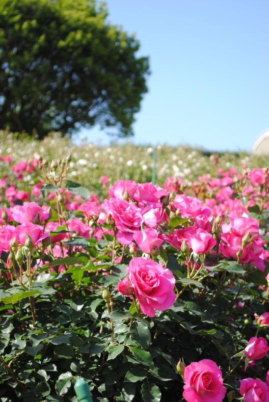 Kanoya Rose Gardens かのやばら園 Photo Gallery Discover Kagoshima Official Travel Guide