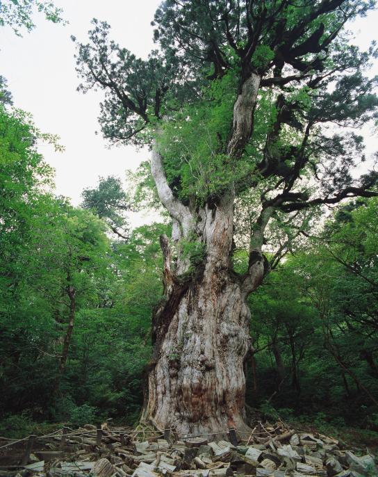 Jomon Cedar / 縄文杉