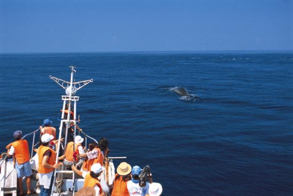 クジラ・イルカウォッチング