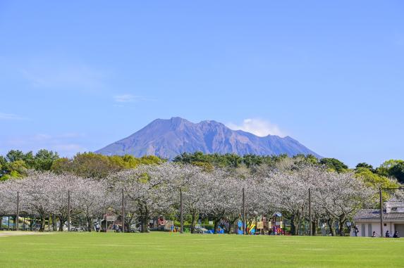 吉野公園の桜と桜島