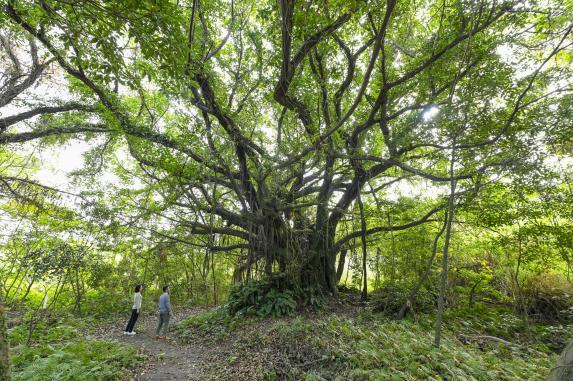 新島のアコウの巨木