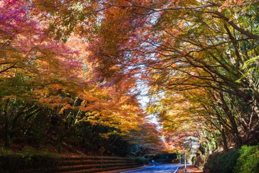 霧島の紅葉（国道223号線）