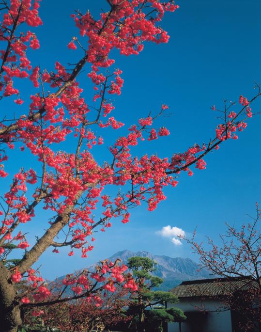 桜島と緋寒桜