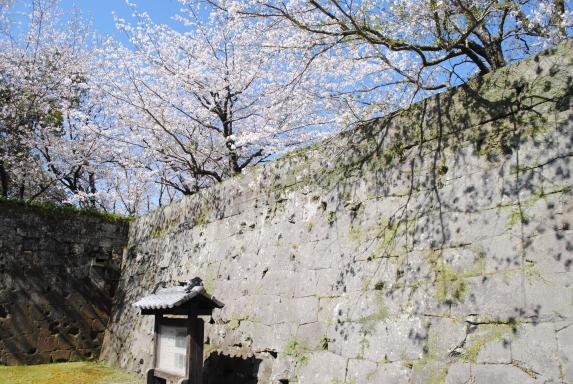 鶴丸城の桜