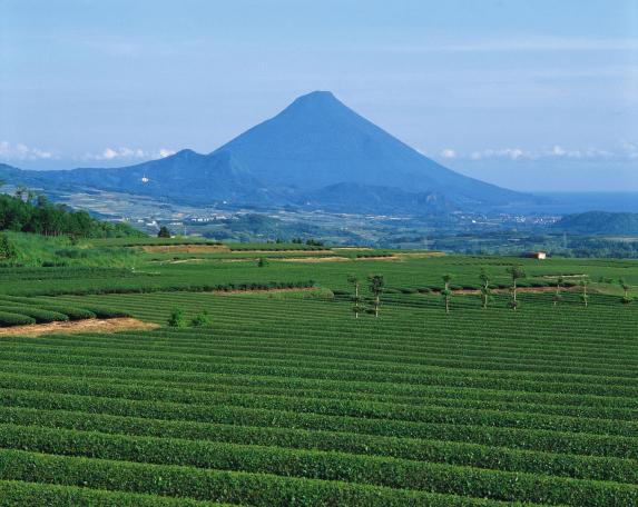Tea fields and the Mt. Kaimon / 茶畑と開聞岳