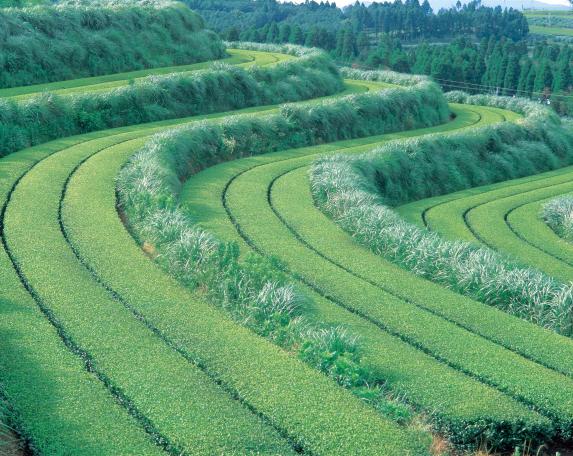 Tea fields of Chiran / 知覧のお茶畑