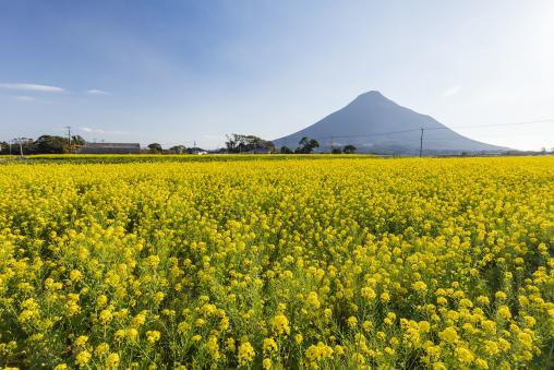 Rape blossoms and the Mt. Kaimon / 菜の花畑と開聞岳