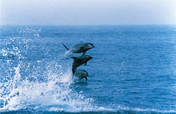 Jumping dolphine / イルカのジャンプ