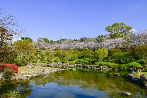 Cherry blossoms at Yoshino Park / 吉野公園の桜