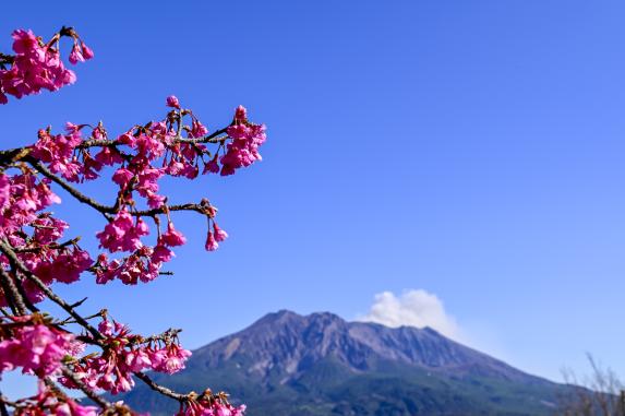 Sengan-en in early spring_Plum blossoms / 早春の仙巌園 梅