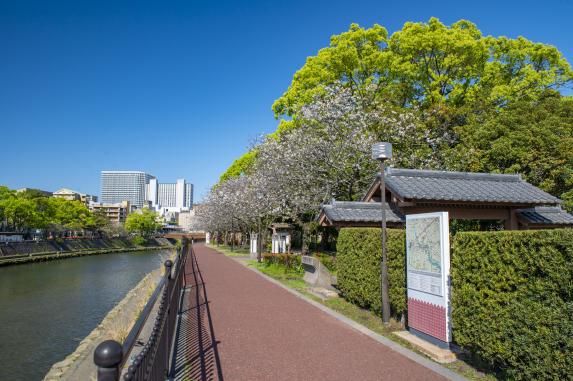 Cherry blossoms at History Road / 歴史ロード 維新ふるさとの道の桜