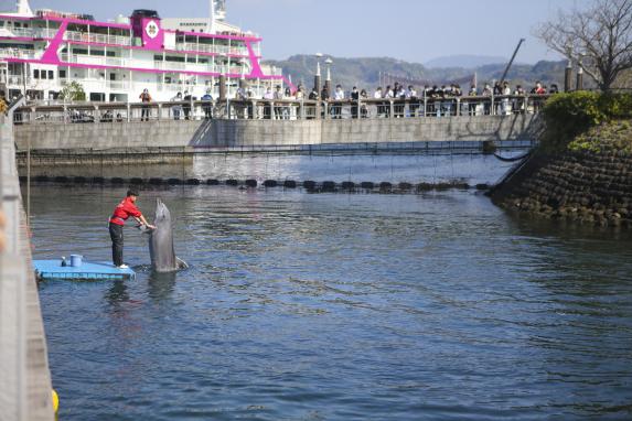 Dolphin Waterway at Kagoshima City Aquarium / いおワールドかごしま水族館のイルカの水路展示 
