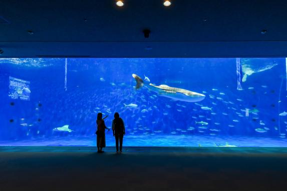 Sea of Kuroshio Current at Kagoshima City Aquarium / いおワールドかごしま水族館の黒潮大水槽