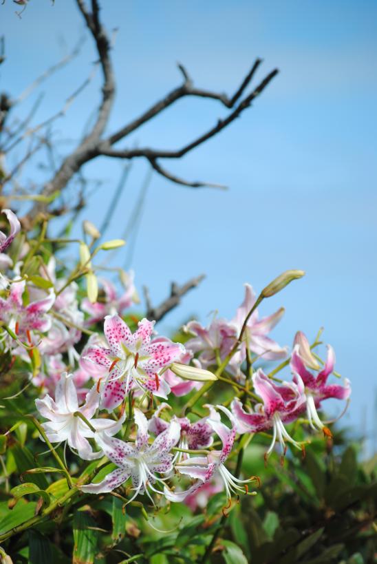 Kanoko-yuri (Speciosum lily) / 鹿の子百合