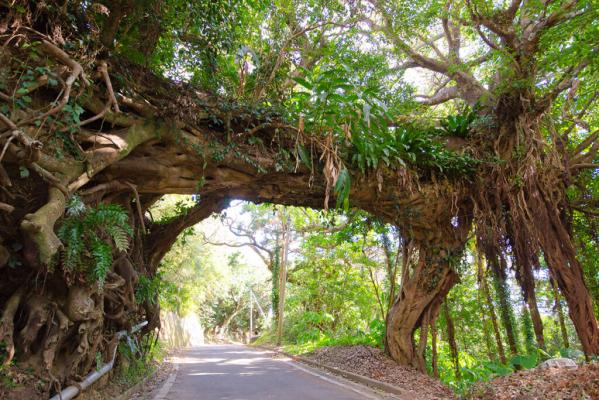 Akou Trees / アコウのアーチ