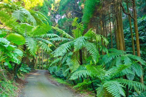 Cyathea Forest / ヘゴ自生群落