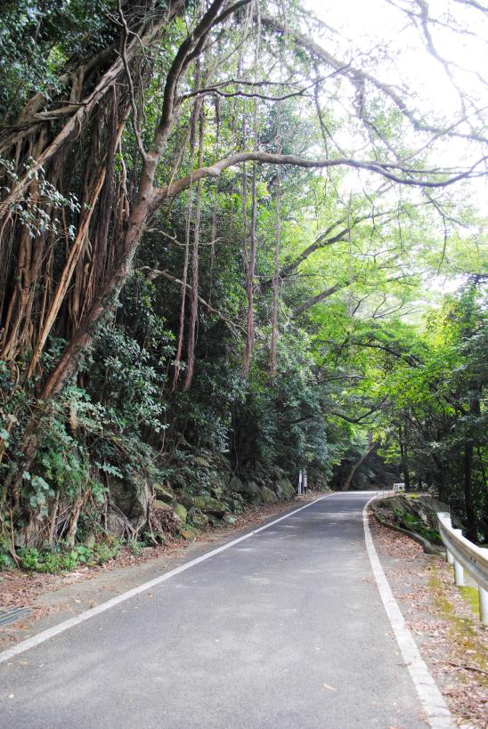 Seibu Rindo Forest Path / 西部林道1