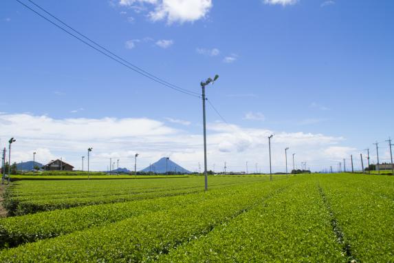Mt. Kaimon andTea fields / 開聞岳お茶畑1