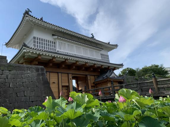 Goromon Gate (Tsurumaru Castle Ruins) / 鶴丸城御楼門とハス④