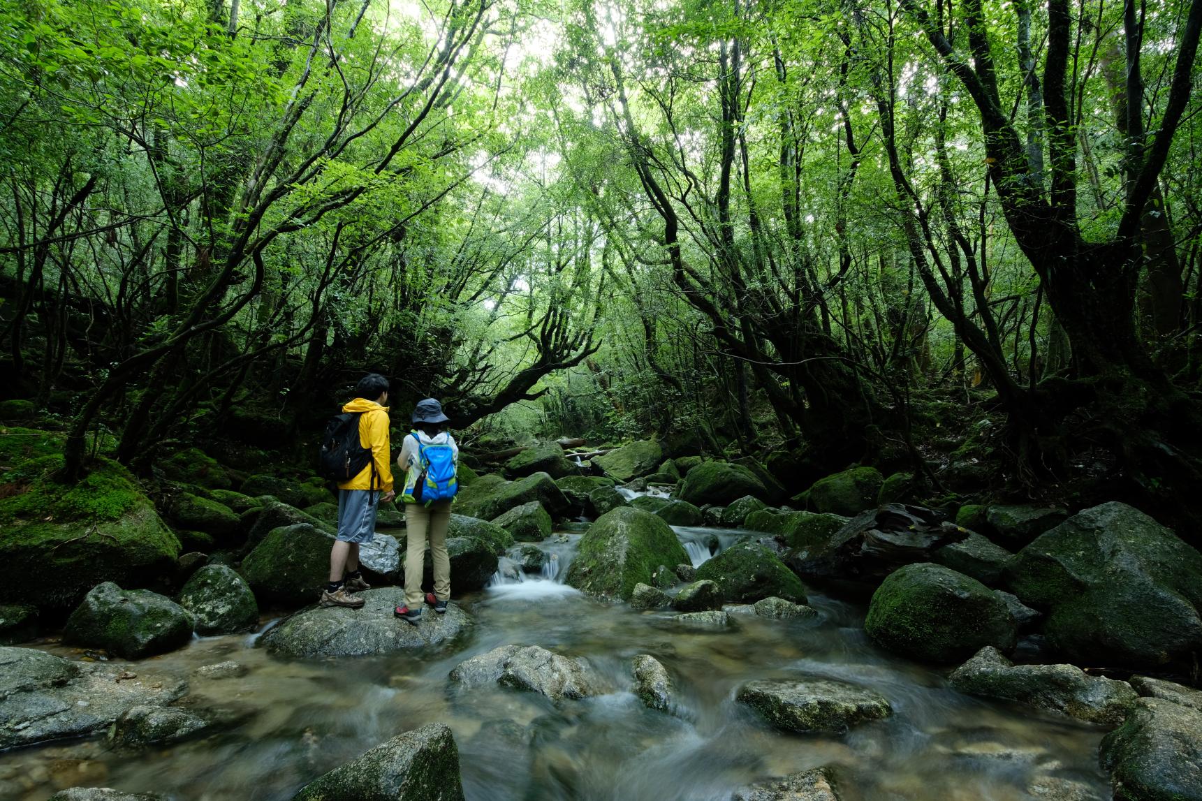 世界自然遺産「屋久島」