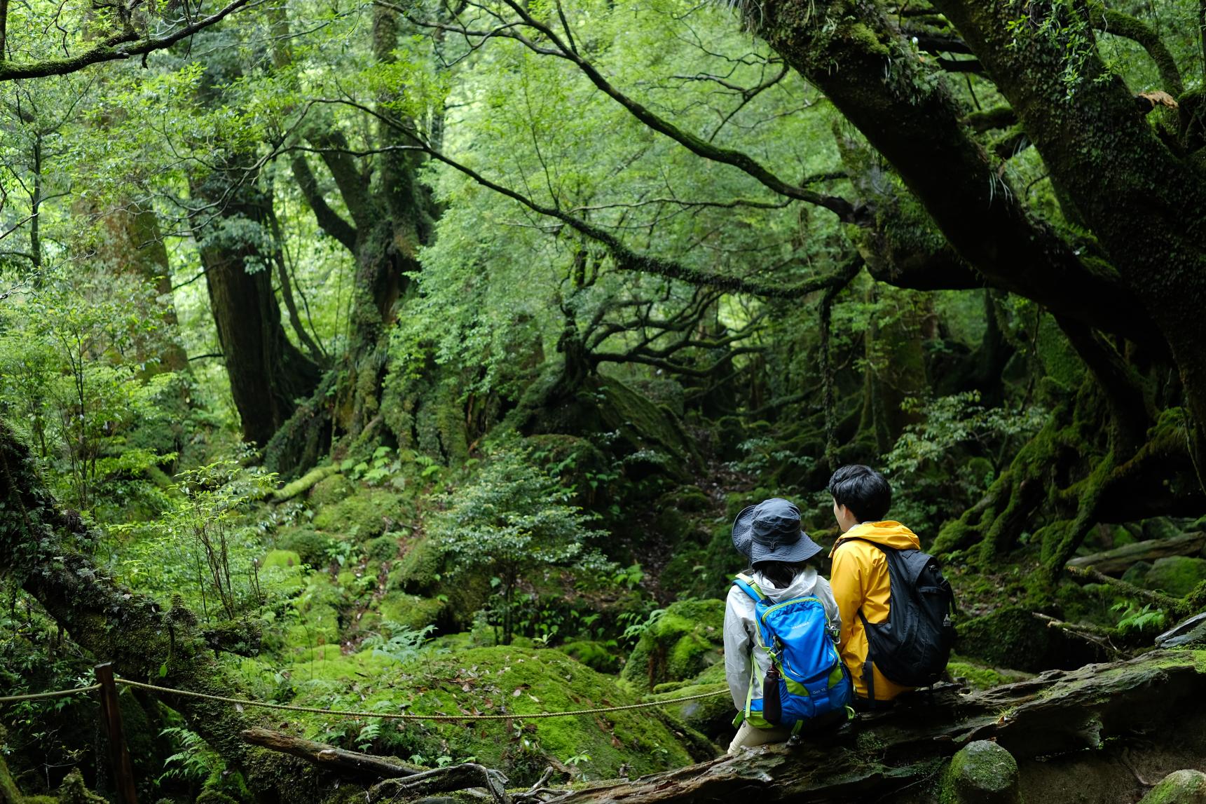 世界自然遺産「屋久島」