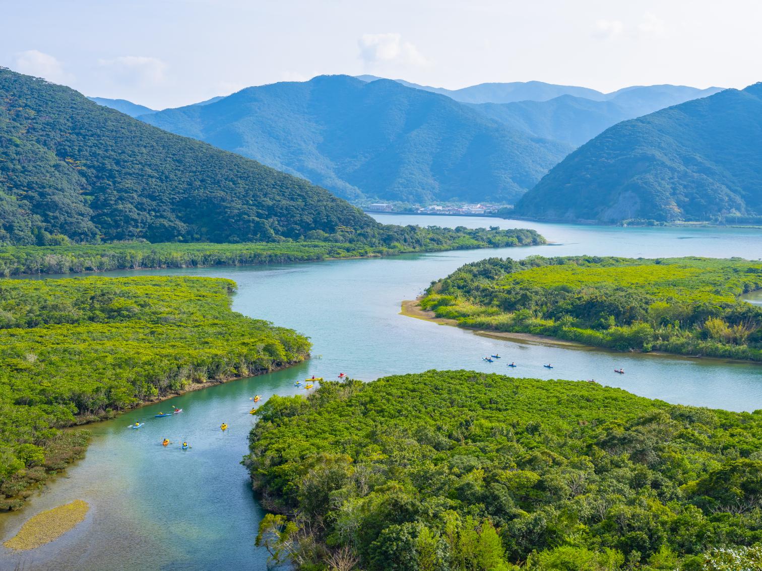 マングローブ（奄美大島）