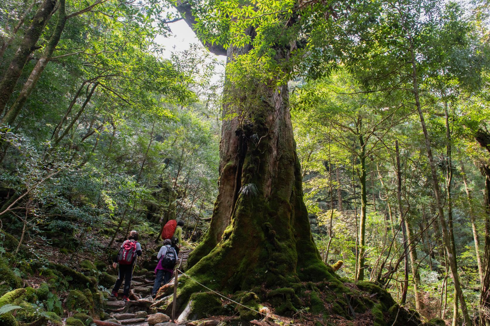 世界自然遺産/屋久島