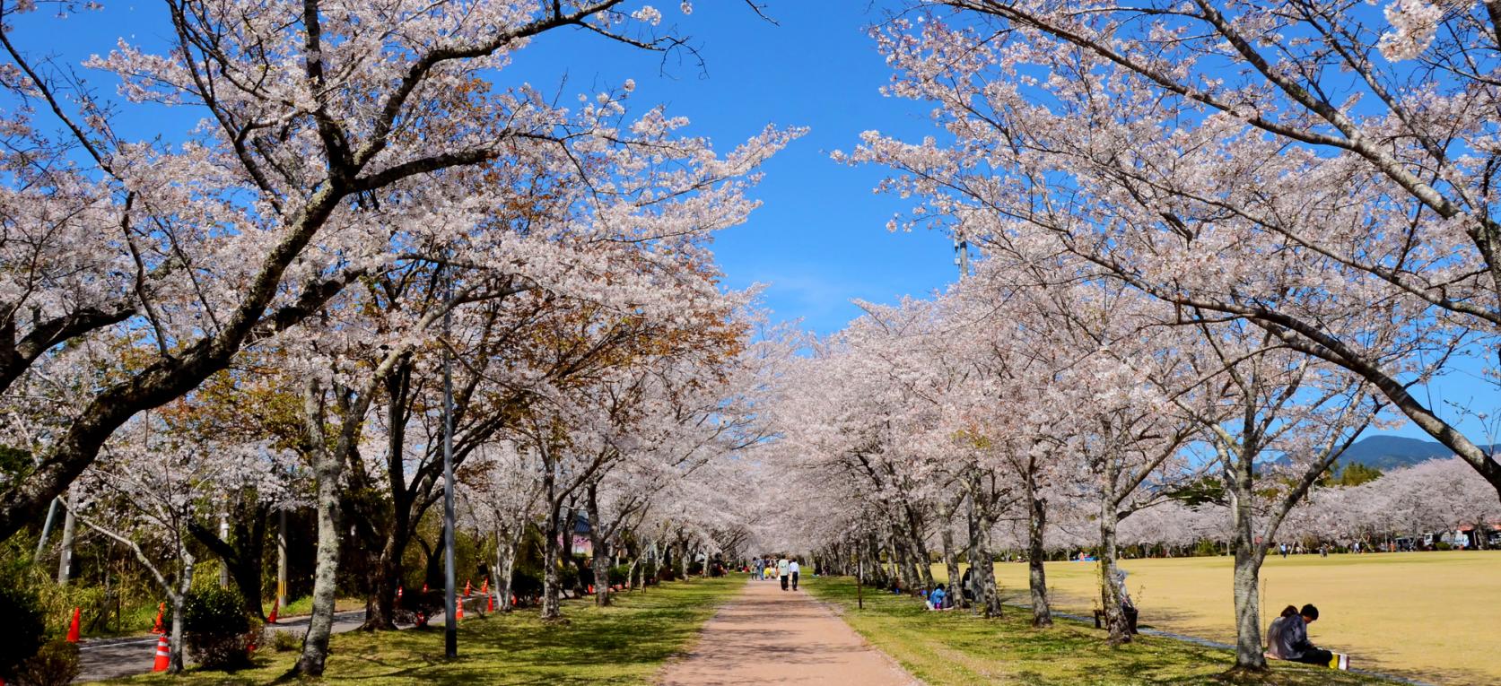 桜Cherry blossom forecast: March 20th