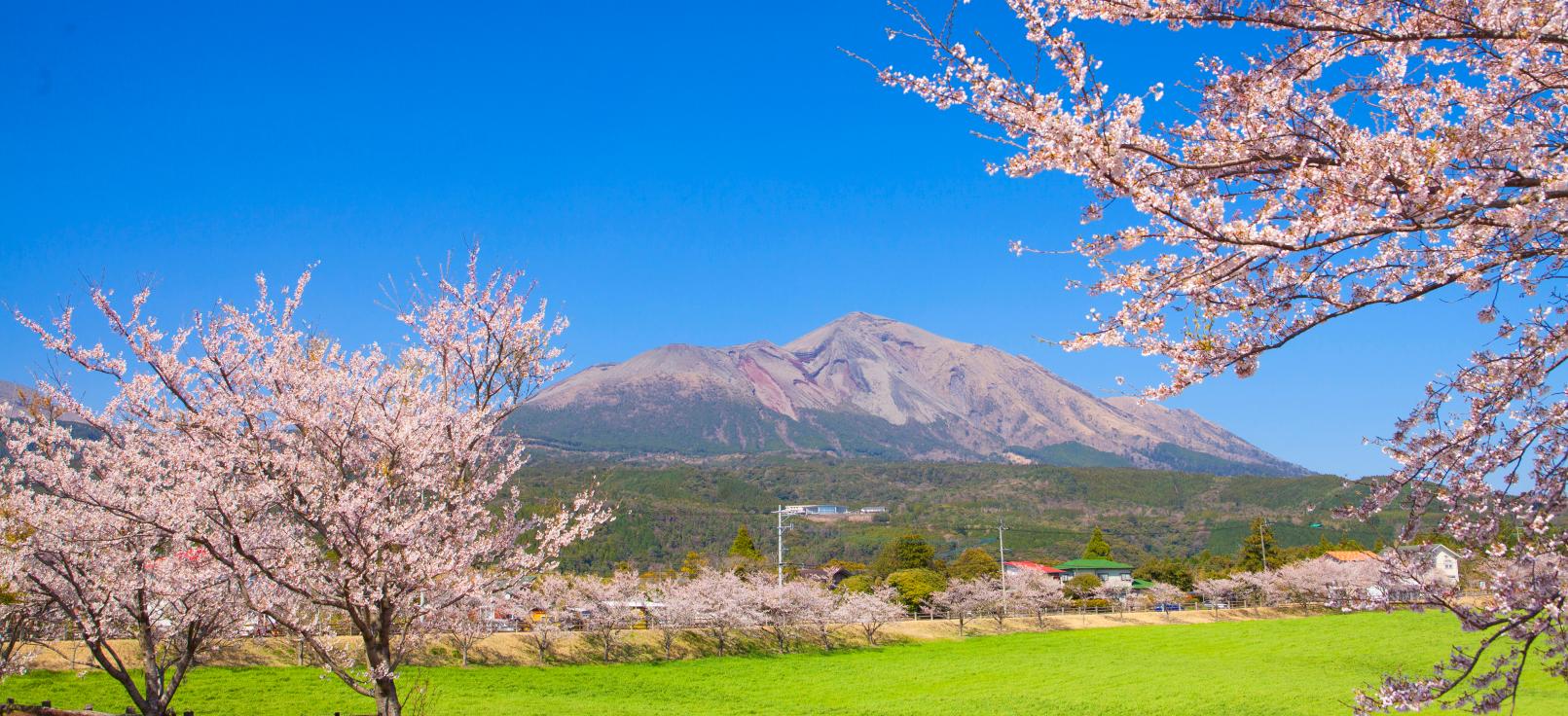 桜の高千穂牧場