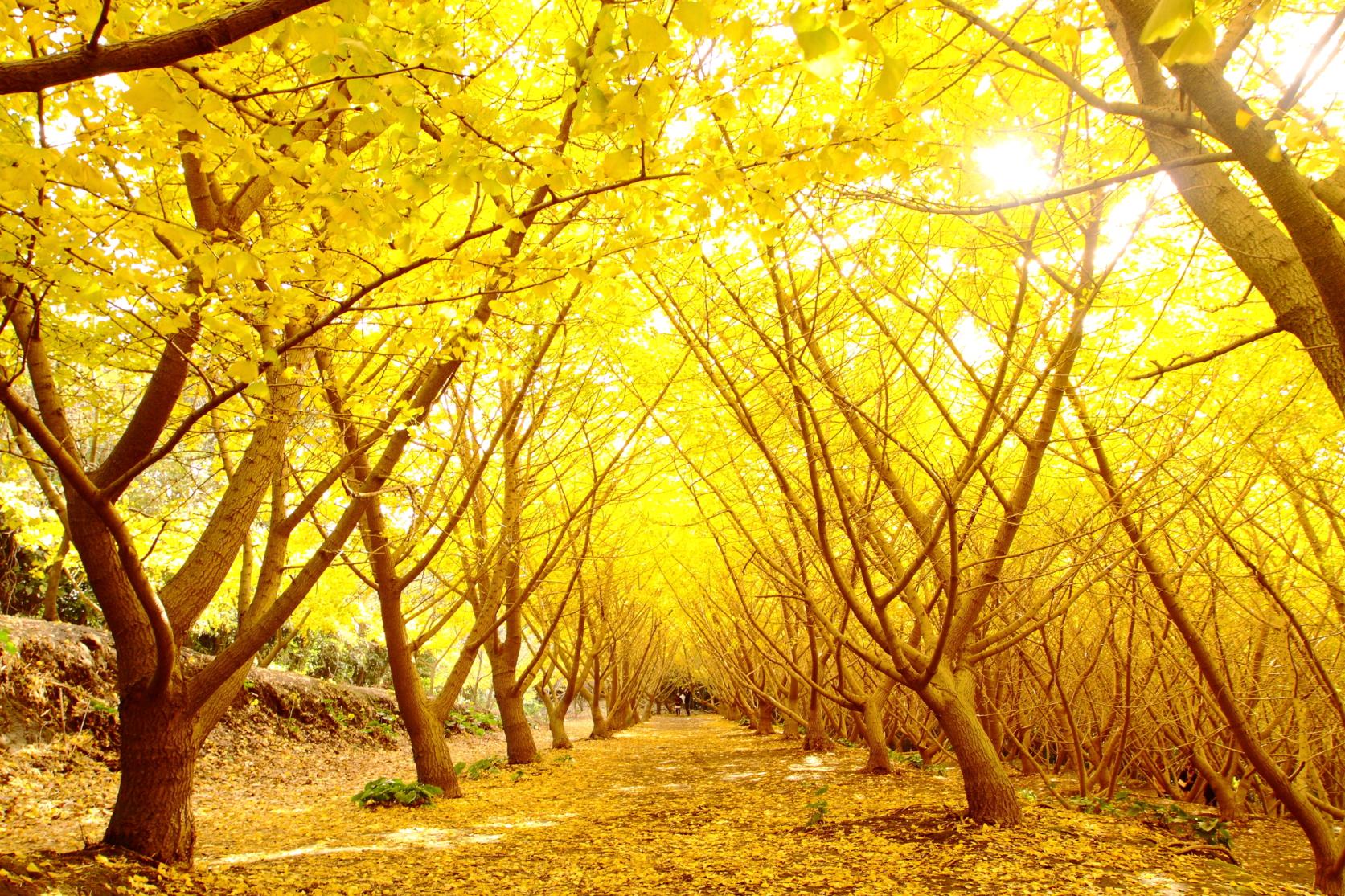 2025　秋のかごしま紅葉スポット案内