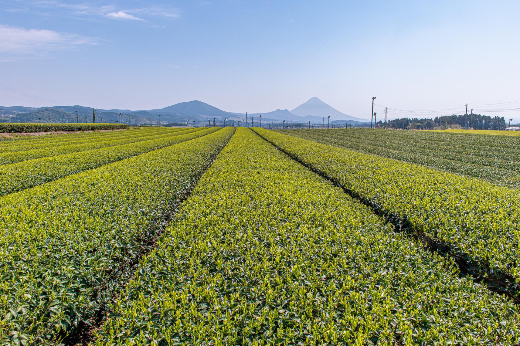 鹿児島県、荒茶生産が初の全国１位に！お土産にもらって嬉しいかごしまのお茶