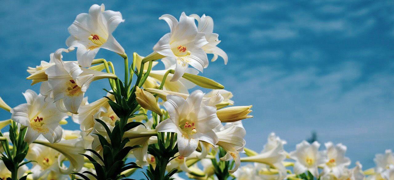 沖永良部島の白いユリの花
