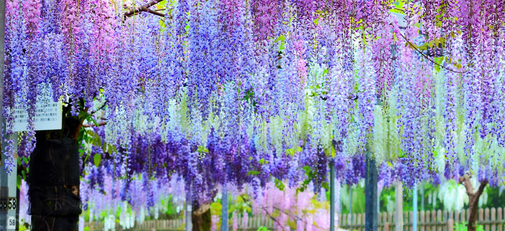 和気公園（藤の花）