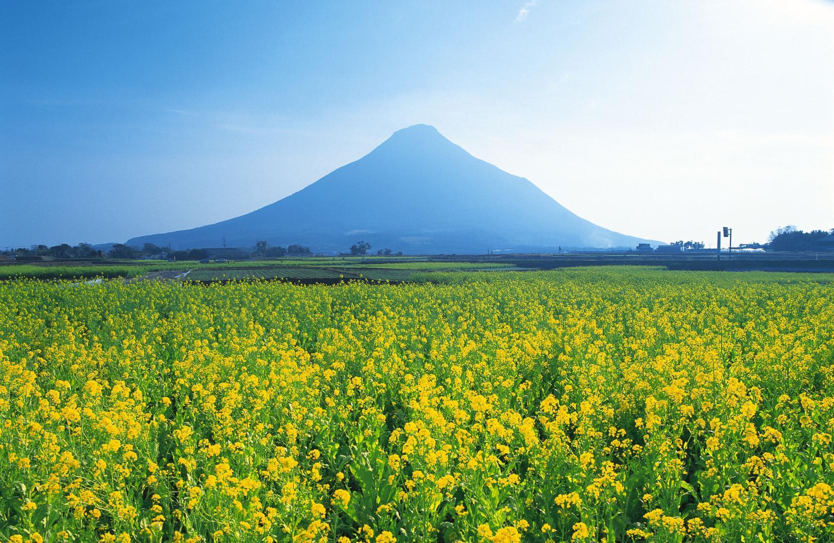 鹿児島で見つける早春の絶景：菜の花が彩るおでかけスポットと見頃情報
